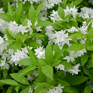 Саженец: Дейция изящная (D. gracilis) Дейция изящная (D. gracilis)