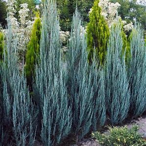 Саженец: Можжевельник Блю Эрроу (Juniperus scopulorum Blue Arrow) Можжевельник Блю Эрроу (Juniperus scopulorum Blue Arrow)
