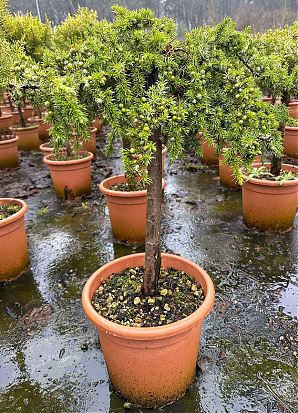 Саженец: Можжевельник на штамбе Блю Пасифик (Juniperus conferta Blue Pacific) Можжевельник на штамбе Блю Пасифик (Juniperus conferta Blue Pacific)