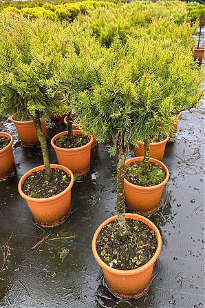 Саженец: Можжевельник на штамбе Минт Джулеп (Juniperus chinensis Mint Julep) Можжевельник на штамбе Минт Джулеп (Juniperus chinensis Mint Julep)