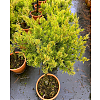 Саженец: Можжевельник на штамбе Минт Джулеп (Juniperus chinensis Mint Julep), фото 2