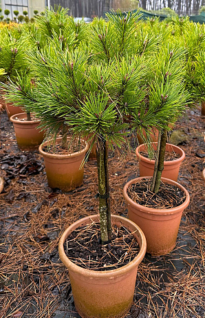 Саженец: Сосна на штамбе черная Брепо (Pinus nigra Brepo) Сосна на штамбе черная Брепо (Pinus nigra Brepo)