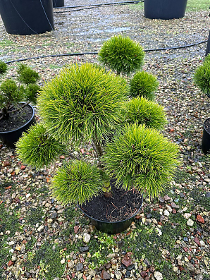 Саженец: Бонсай сосна (Pinus uncinata bonsai) Бонсай сосна (Pinus uncinata bonsai)