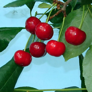 Черевишня «Кормилица»