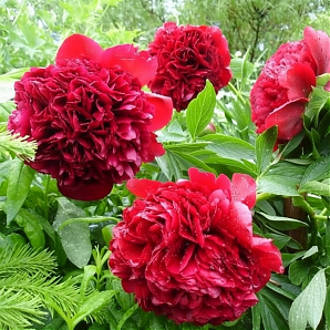 Саженец: Пион Ред Чарм (Red Charm) Пион Ред Чарм (Red Charm)