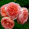 Саженец: Роза английская  « Абрахам Дерби   (Abraham Darby)», фото 2