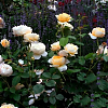 Саженец: Роза английская  «Крокус Роуз  (Crocus Rose)», фото 4