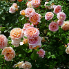 Саженец: Роза английская  « Абрахам Дерби   (Abraham Darby)», фото 3