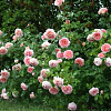 Саженец: Роза английская  « Абрахам Дерби   (Abraham Darby)», фото 4
