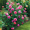 Саженец: Роза английская « Гертруд Джекилл (Gertrude Jekyll »), фото 4