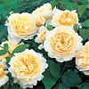 Саженец: Роза английская  «Крокус Роуз  (Crocus Rose)», фото 2