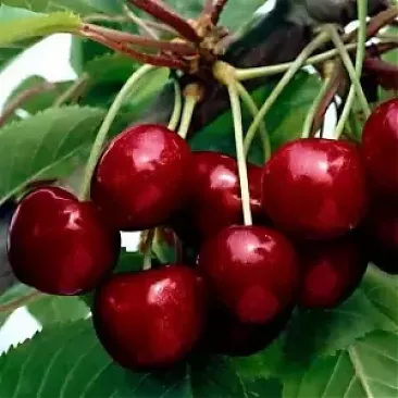 На фото: Черевишня (Дюки) Черевишня (Дюки)