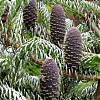 Саженец: Пихта Сильберлок (Abies koreana Silberlocke) , фото 2