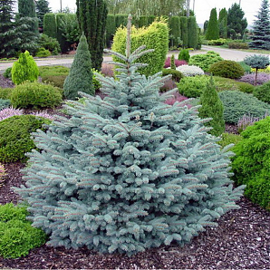Саженец: Ель Глаука Глобоза (Picea Glauca Globosa) Ель Глаука Глобоза (Picea Glauca Globosa)