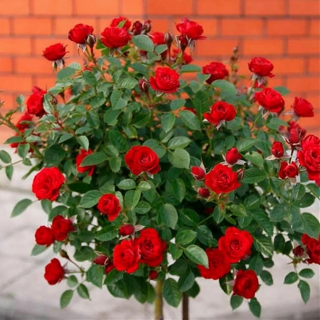 Саженец: Роза штамбовая « Скарлет Мейяндекор (Scarlet Meillandecor) », фото 1
