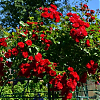 Саженец: Роза штамбовая « Скарлет Мейяндекор (Scarlet Meillandecor) », фото 3