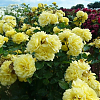 Саженец: Роза штамбовая «Елоу Милов (Rose Yellow Meilove)», фото 2