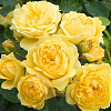 Саженец: Роза штамбовая «Елоу Милов (Rose Yellow Meilove)», фото 3