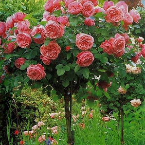 Саженец: Роза штамбовая « Абрахам Дерби (Abraham Darby)» Роза штамбовая « Абрахам Дерби (Abraham Darby)»