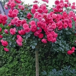Саженец: Роза штамбовая « Розариум Ютерзен (Rosarium Uetersen) » Роза штамбовая « Розариум Ютерзен (Rosarium Uetersen) »