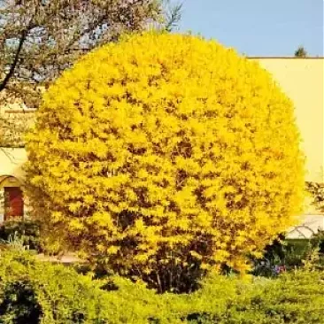 На фото: Форзиция Форзиция