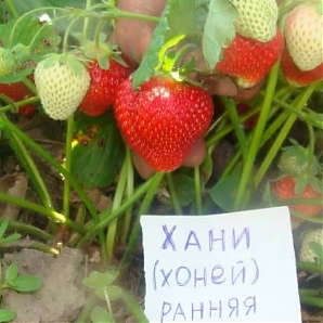 Саженец: Клубника «Хонней» Клубника «Хонней»