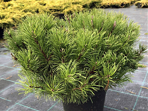 Сосна Муго Мугус (Pinus Mugo Mughus) 