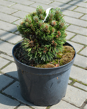 Сосна Шмидта (Pinus leucodermis Schmidtii) 