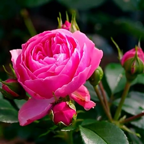 Саженец: Роза флорибунда « Леонардо Да Винчи (Rose Leonardo da Vinci)» Роза флорибунда « Леонардо Да Винчи (Rose Leonardo da Vinci)»