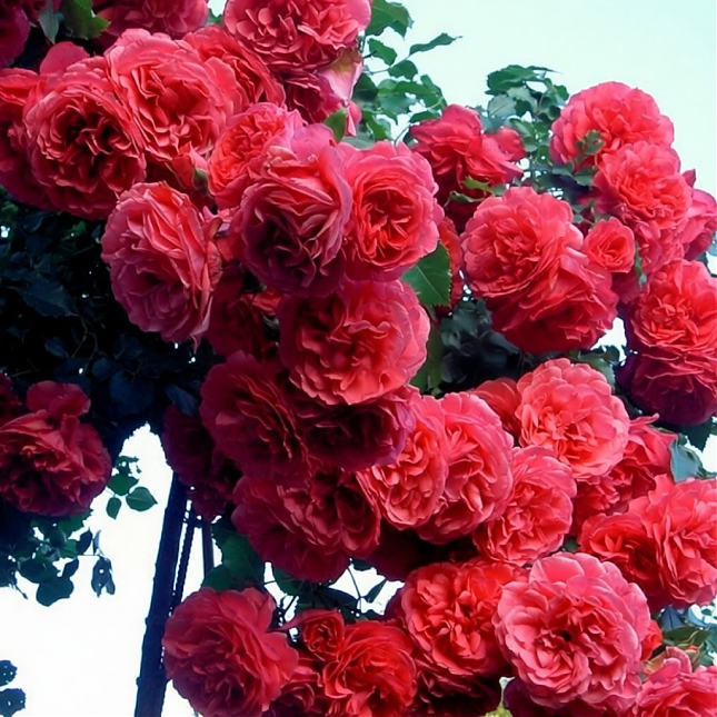 Саженец: Роза плетистая «Розариум Ютерсен (Rosarium Uetersen)», фото 1
