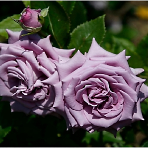 Саженец: Роза плетистая «Индиголетта (Indigoletta)» Роза плетистая «Индиголетта (Indigoletta)»