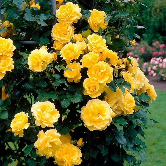 Саженец: Роза плетистая «Роял голд  (Royal Gold) », фото 1
