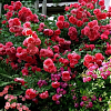 Саженец: Роза плетистая «Розариум Ютерсен (Rosarium Uetersen)», фото 2