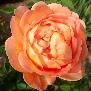 Саженец: Роза « Леди оф Шалот (Lady of Shalott)» Роза « Леди оф Шалот (Lady of Shalott)»