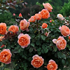 Саженец: Роза « Леди оф Шалот (Lady of Shalott)», фото 4