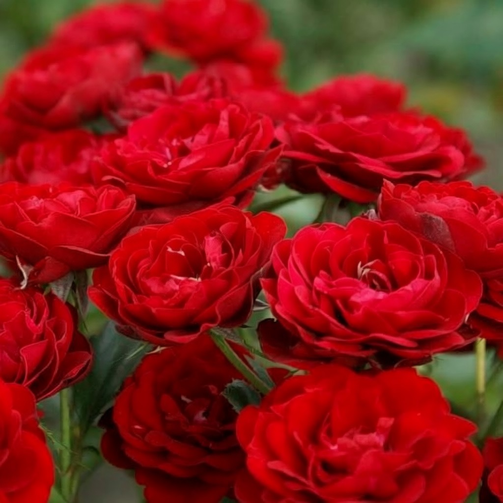 На фото: /images/roza_floribunda/1x4pmcodzg11q1v_917f56ec.jpg /images/roza_floribunda/1x4pmcodzg11q1v_917f56ec.jpg
